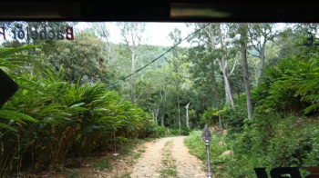 An EXCELLENT 340 ACRES OF COFFEE, PEPPER & CARDAMOM ESTATE FOR SALE IN PRIME KODAIKANAL LOCATION, TAMILNADU