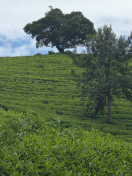 A Beautiful Premium Tea Estate of 10 ACRES for Sale in Ooty location, Nilgiris District, Best for Farming, Investment and Resort Purpose
