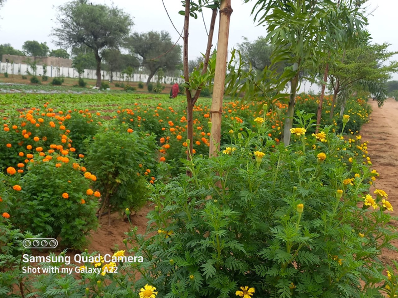5000 Sq. Yards Agricultural/Farm Land For Sale In Kalwar, Jaipur