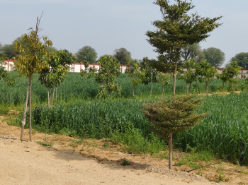 Residential Plot for Sale in Ajmer Road Ajmer Road, Jaipur (1500 Sq. Yards)