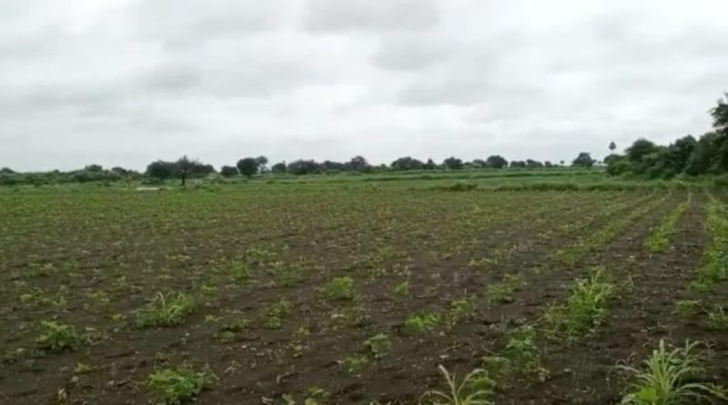 1210 Sq. Yards Agricultural/Farm Land for Sale in Narayankhed, Sangareddy