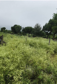 Agricultural/Farm Land for Sale in Pushkar, Ajmer (240 Sq. Yards)