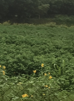 Agricultural/Farm Land for Sale in Pushkar, Ajmer (22 Bigha)