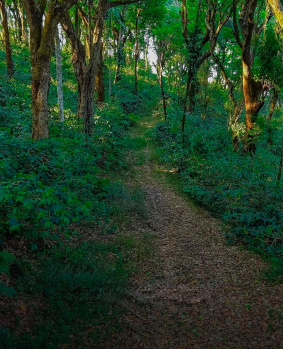Residential Plot for Sale in Madikeri, Kodagu (1.5 Acre)