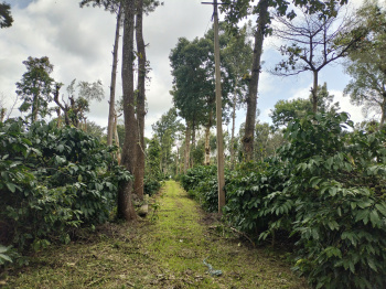Agricultural/Farm Land for Sale in Coorg, Mysore (8 Acre)