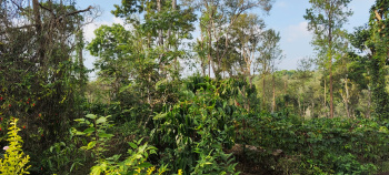 Agricultural/Farm Land for Sale in Thithimathi, Kodagu (300 Acre)