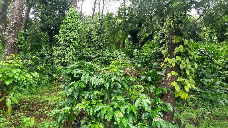 15 Acre Agricultural/Farm Land for Sale in Coorg, Mysore