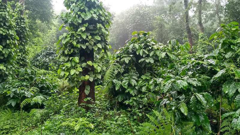 15 Acre Agricultural/Farm Land for Sale in Coorg, Mysore