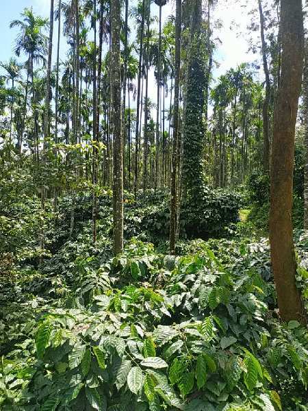 400 Acre Agricultural/Farm Land for Sale in Mudigere, Chikmagalur
