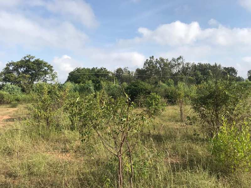230 Acre Agricultural/Farm Land for Sale in Anchepalya, Bangalore