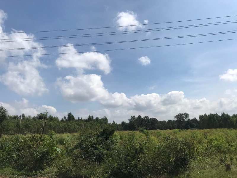 50 Acre Agricultural/Farm Land for Sale in Hoskote Malur Road, Bangalore