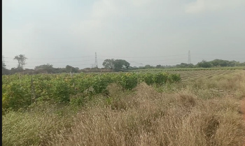 16 Acre Agricultural/Farm Land for Sale in Tilda, Raipur