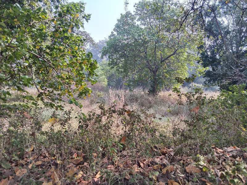 4 Acre Residential Plot for Sale in Mandwa, Raigad