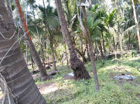 60 Guntha Residential Plot for Sale in Alibag, Raigad