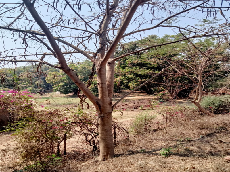 25 Acre Residential Plot for Sale in Kihim, Raigad