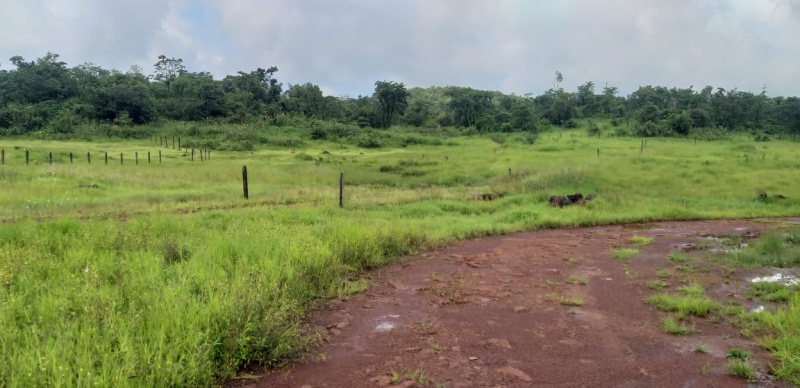200 Acre Residential Plot for Sale in Mangaon, Raigad