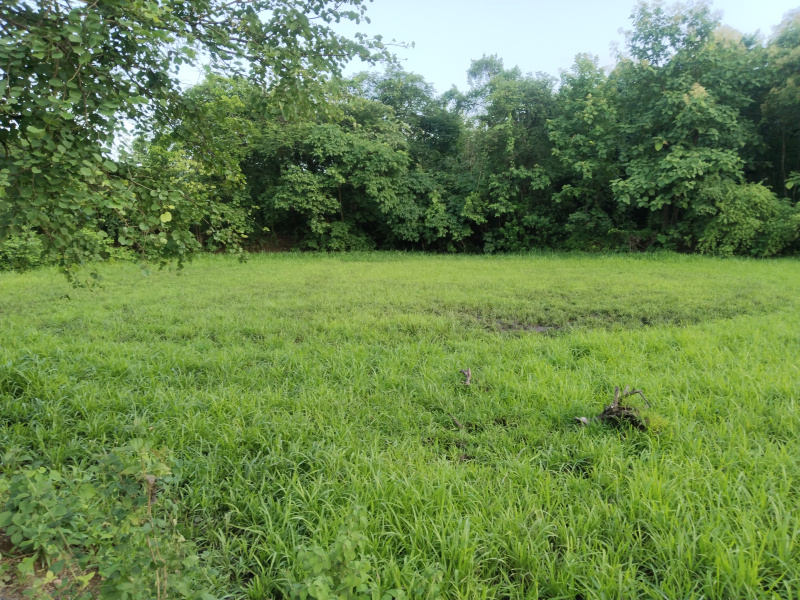 4.5 Acre Residential Plot for Sale in Mandwa, Raigad