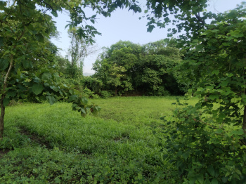 3.5 Acre Residential Plot for Sale in Mandwa, Raigad