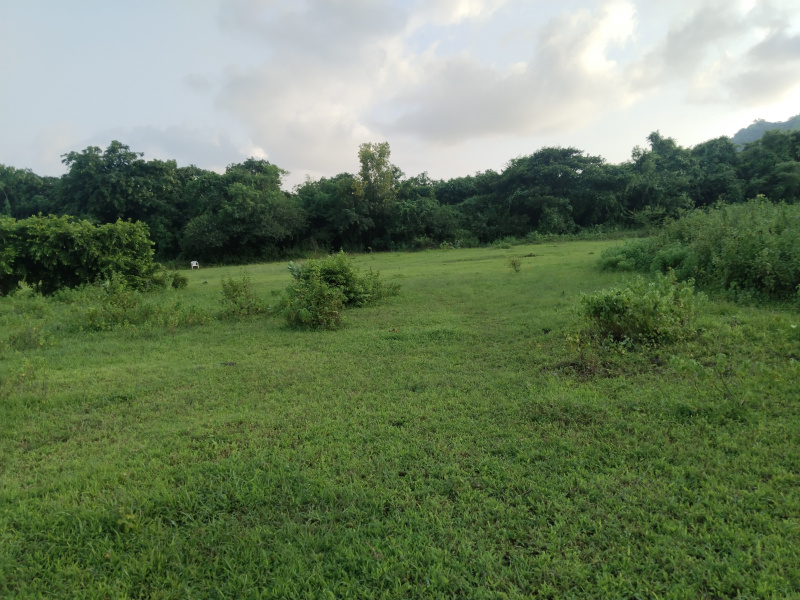 11 Acre Residential Plot for Sale in Mandwa, Raigad