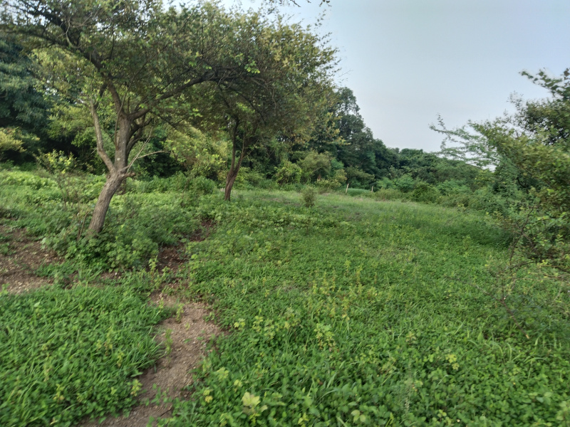 11 Acre Residential Plot for Sale in Mandwa, Raigad
