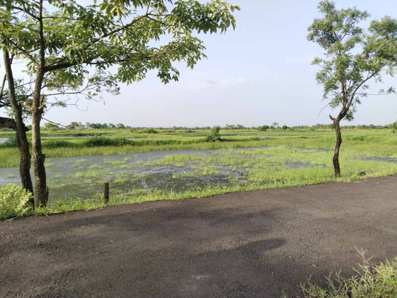 60 Acre Residential Plot for Sale in Mandwa, Raigad