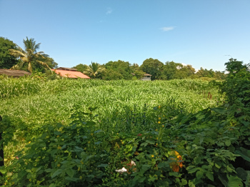 88 Guntha Residential Plot for Sale in Kihim, Raigad