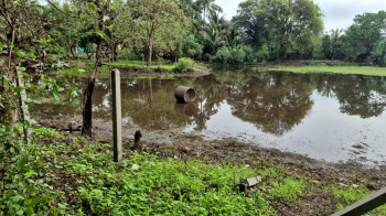 Residential Plot for Sale in Mandwa, Raigad (42 Guntha)