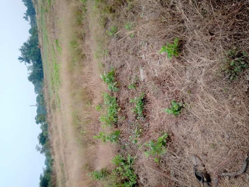 Residential Plot for Sale in Nagaon, Raigad (10000 Sq.ft.)