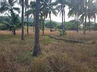 50 Acre Residential Plot for Sale in Murud, Raigad