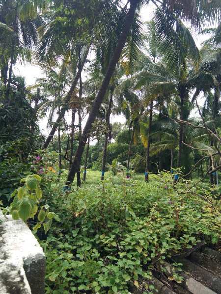 1.5 Acre Residential Plot for Sale in Mandwa, Raigad