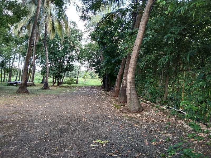 5 Acre Residential Plot for Sale in Kihim, Raigad
