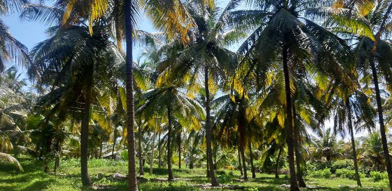 Agricultural/Farm Land for Sale in Pollachi, Coimbatore (100000 Sq.ft.)