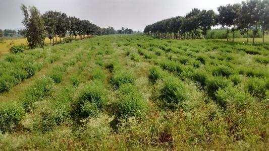 605 Sq. Yards Agricultural/Farm Land for Sale in Narayankhed, Medak