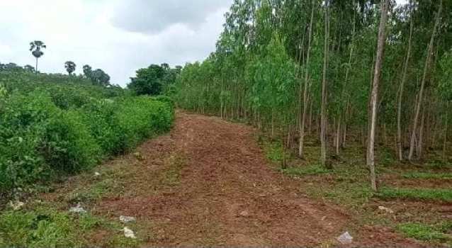 21 Acre Agricultural/Farm Land for Sale in Jaggaiahpet, Krishna