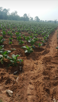 Tobacco farm land for sale in prime location devarapalli, gopalapuram