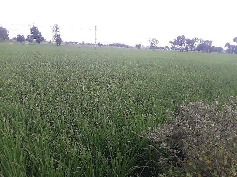 3.25 Acre Agricultural/Farm Land for Sale in Phanda, Bhopal