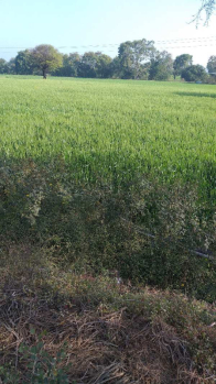 4.5 Acre Agricultural/Farm Land for Sale in Phanda, Bhopal