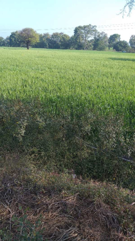 4.5 Acre Agricultural/Farm Land for Sale in Phanda, Bhopal