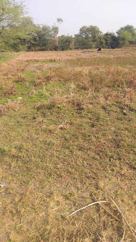 6 Acre Agricultural/Farm Land for Sale in Shyampur, Sehore