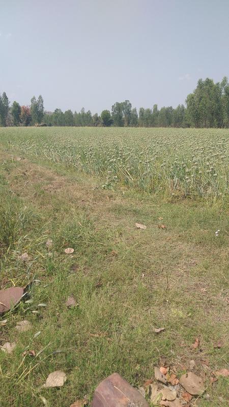 6 Acre Agricultural/Farm Land for Sale in Shyampur, Sehore