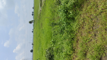 6.50 Acre Agricultural/Farm Land for Sale in Goharganj, Raisen