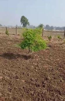1 RK Farm House for Sale in Kolar Road, Bhopal (11000 Sq.ft.)