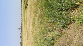 Agricultural/Farm Land for Sale in Sanchi, Raisen (3 Acre)
