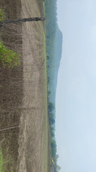 Agriculture, commercial property for sale