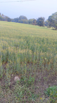 1 Acre Agricultural/Farm Land for Sale in Bilkisganj, Sehore