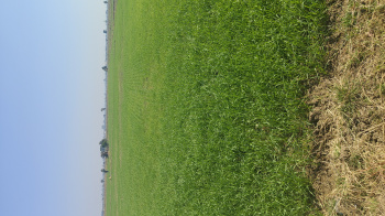 Agriculture property for sale in obbedullaganj