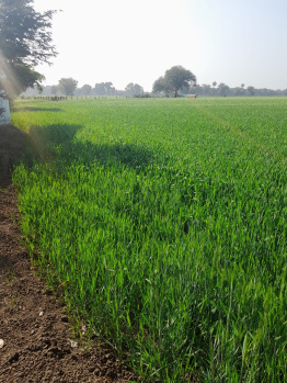 .50 Acre Agricultural/Farm Land for Sale in Sehore Road, Bhopal