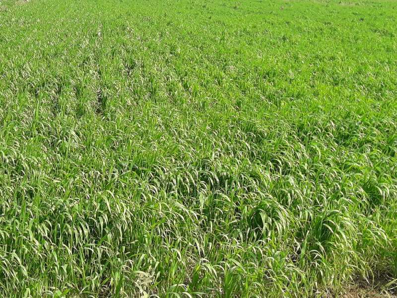10 Acre Agricultural/Farm Land for Sale in Indore Bypass Road, Bhopal