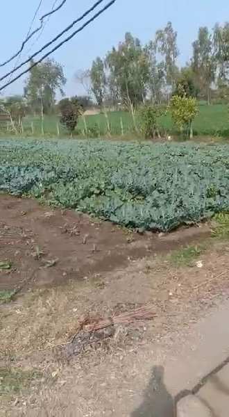 1 Acre Agricultural/Farm Land for Sale in Bilkisganj, Sehore