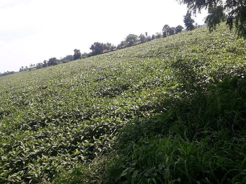 15 Acre Agricultural/Farm Land for Sale in Shyampur, Sehore
